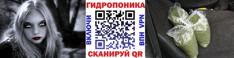 Канабис сатива  Сосновый Бор 